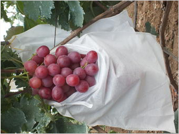 農(nóng)業(yè)無紡布-防蟲防草防霜無紡布.jpg 農(nóng)業(yè)無紡布-防蟲防草防霜無紡布.jpg